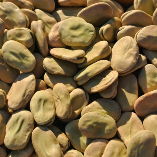 Organic Aprovecho Select Fava Bean Seeds