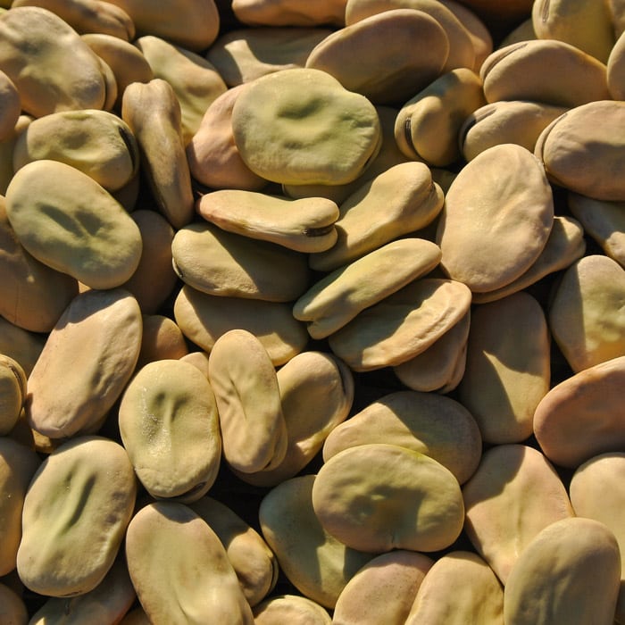 Fava Bean, Aprovecho Select (Organic) - Adaptive Seeds