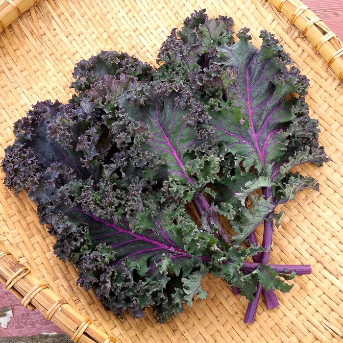 Kale, Red (Organic) - Adaptive Seeds