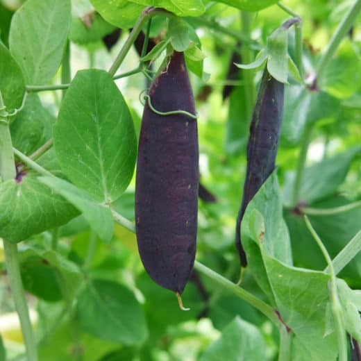 organic Carruthers Purple Podded Pea seed