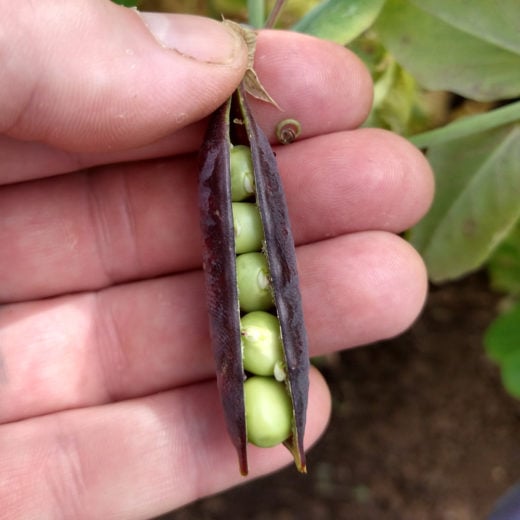 organic Carruthers' Purple Podded Pea seed