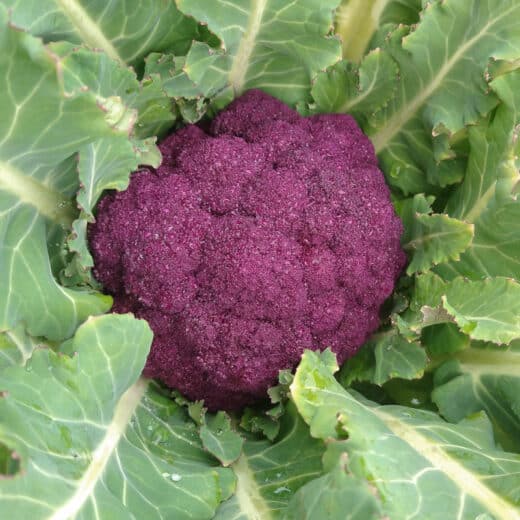 Organic Purple Cape Cauliflower seed