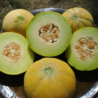 Organic Farthest North Galia Melon Seed