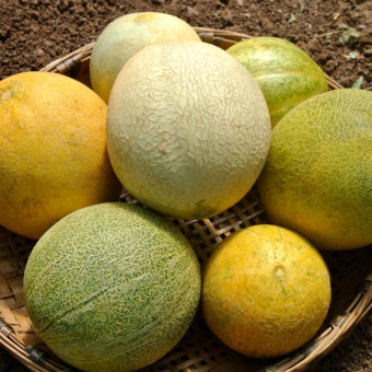 Organic Farthest North Melon Mix Seeds