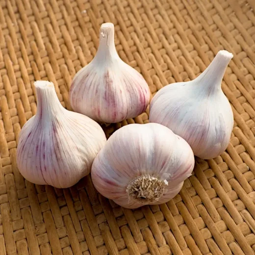 Organic Romanian Red Garlic Seed Porcelain type hardneck