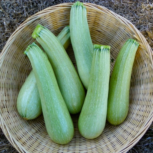 Organic Zucchini Genovese Seed
