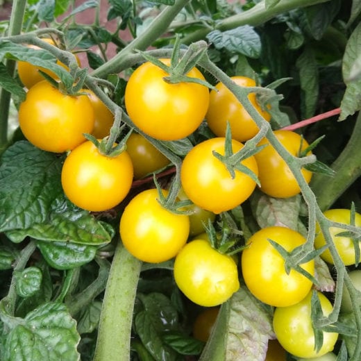 Organic Gobstopper Tomato seed