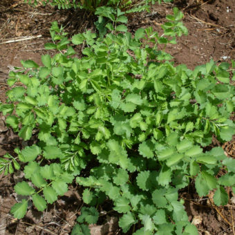 Salad Burnet Organic Seed