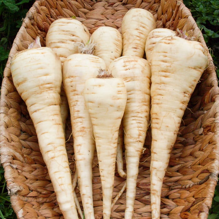 200/1000 Seeds parsnip White Small High Quality taste pronounced