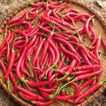 Organic Hot Pepper Adaptive Early Thai Seed