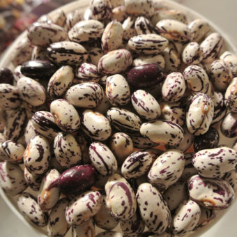 Organic Khabarovsk Pole Dry Bean seed