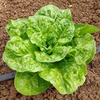 Organic Kalura Lettuce Seed