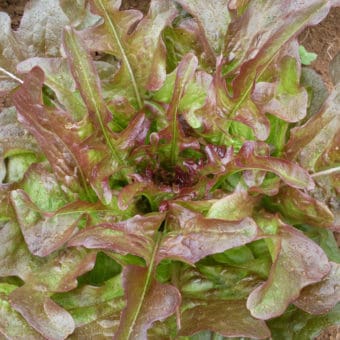 Organic Morgana Oakleaf Lettuce seed