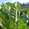 can you grow tobacco in massachusetts Tobacco, Massachusetts Wrapper (Organic)