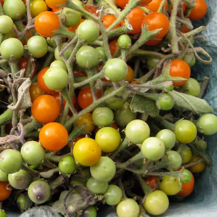 Organic Noong Ta Klong Pea Eggplant Seed