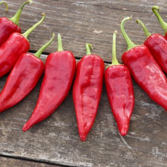 Organic Chimayo Hot Pepper Seed