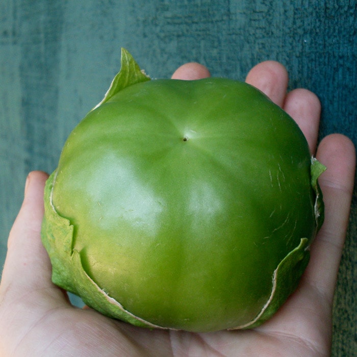 Tomatillo, Plaza Latina Giant Green Adaptive Seeds