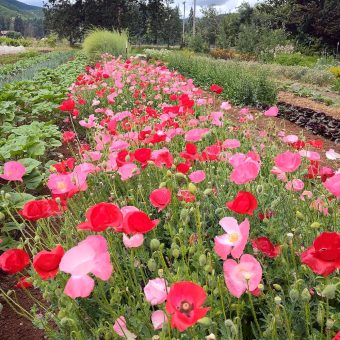 Organic Horton Corn Poppy Mix Seed