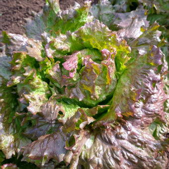 Organic Red-tinged Winter Lettuce seed