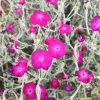 pea seeds for planting Lincoln Shell Pea Seed - Pkt Of Approx. 225 Seeds | Pisum sativum 'Lincoln' main image 1