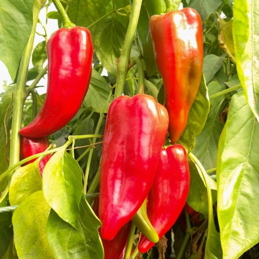 Organic Stocky Red Roaster Pepper seed