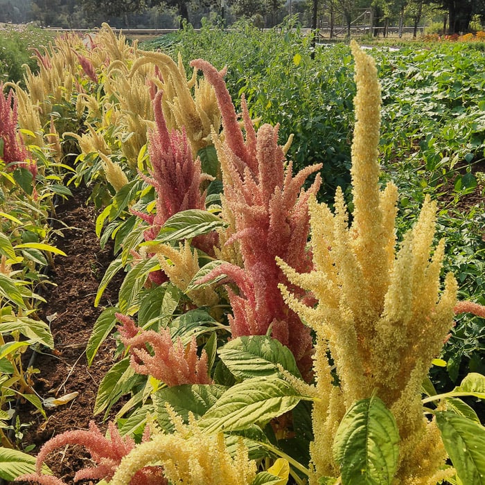 Amaranth, Sunset Goldilocks (Organic) - Adaptive Seeds