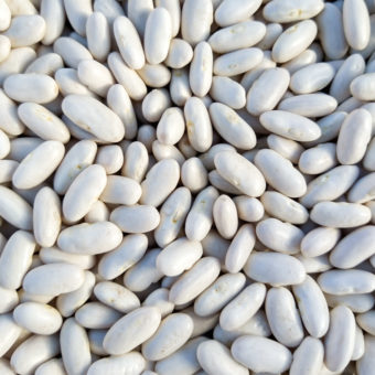 Organic Titus Cannellini bean seed