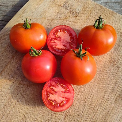 Organic Early Willamette Tomato Seed