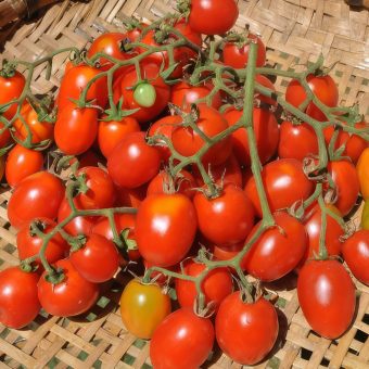 Organic Tomato Grappoli di Inverno Seed