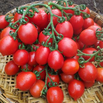 Organic Principe Borghese Tomato seed