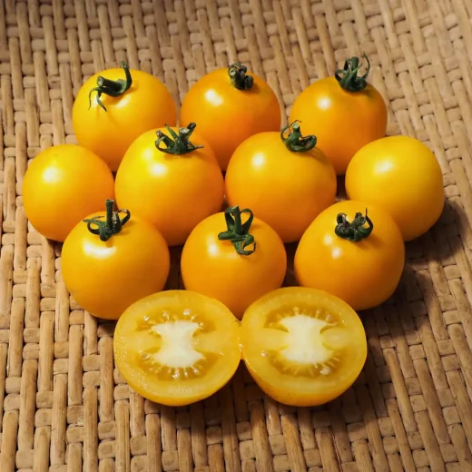 Organic Scotland Yellow Tomato Seed