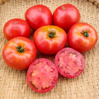 Organic Siletz Tomato seed