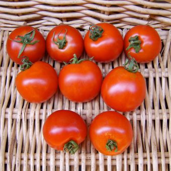 Organic Stupice tomato seed
