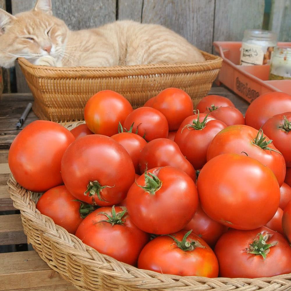 Organic Tomato Maria Nagy Giant Seed