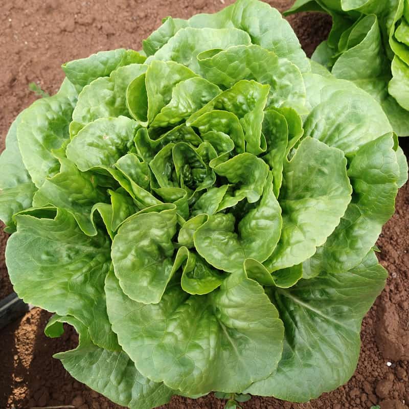 Organic Winter Density Lettuce Seed Adaptive Seeds