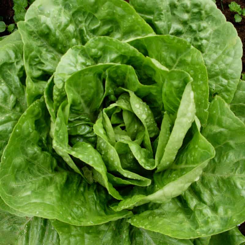 Organic Winter Density Lettuce Seed Adaptive Seeds