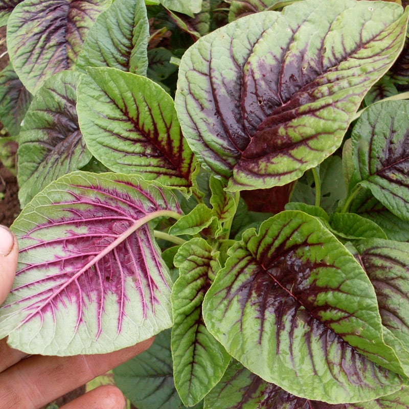 Amaranth, Miriah Leaf (Organic) - Adaptive Seeds
