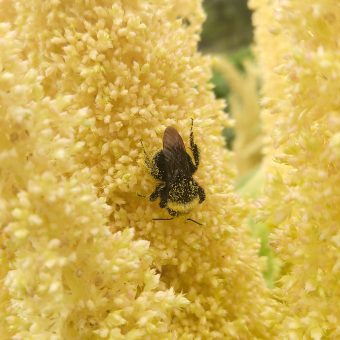 Sunset Goldilocks Amaranth Bumble Bee and pollen