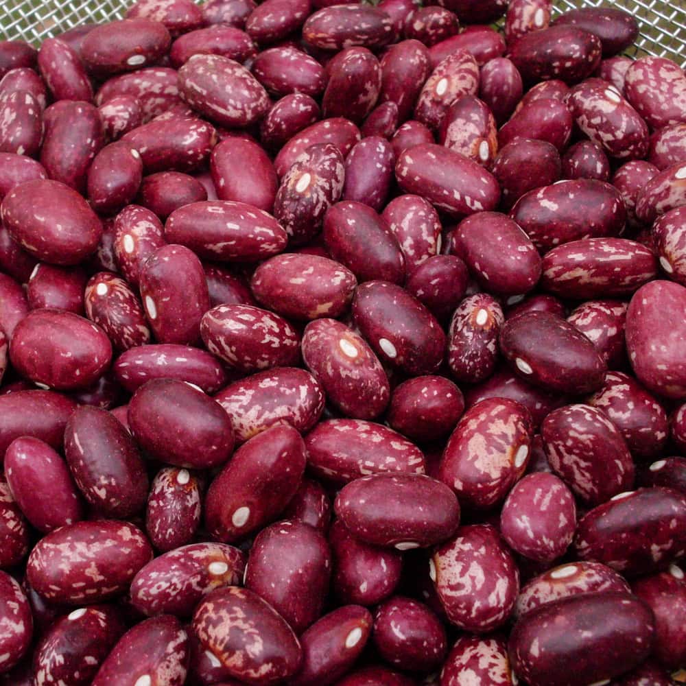 Organic Early Warwick Bush Dry Bean Seed