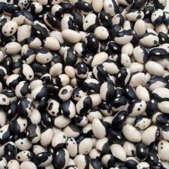 Organic Wolverine’s Orca Bush Dry Bean Seed