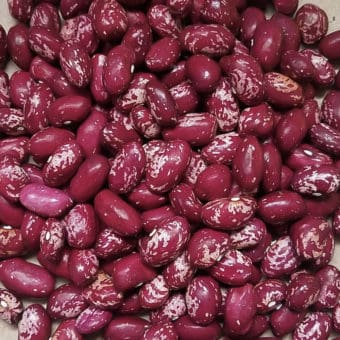 Organic Whipple Bush Dry Bean seed