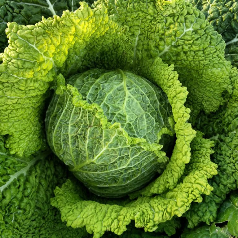 Cabbage, Chieftain Savoy Adaptive Seeds