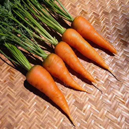 Organic Red Core Chantenay Carrot Seeds