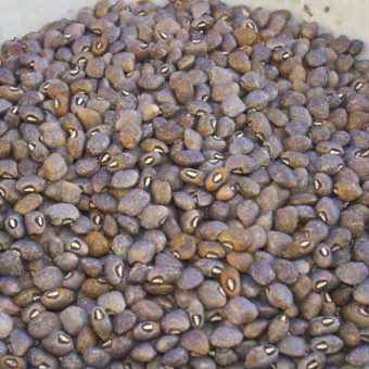 Cowpea, Grey Speckled Palapye (Organic)