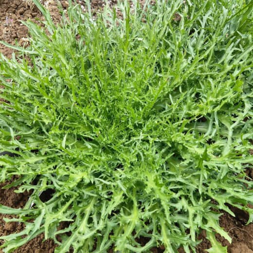 Organic Capellina Endive seed