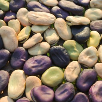 Ianto’s Return Fava