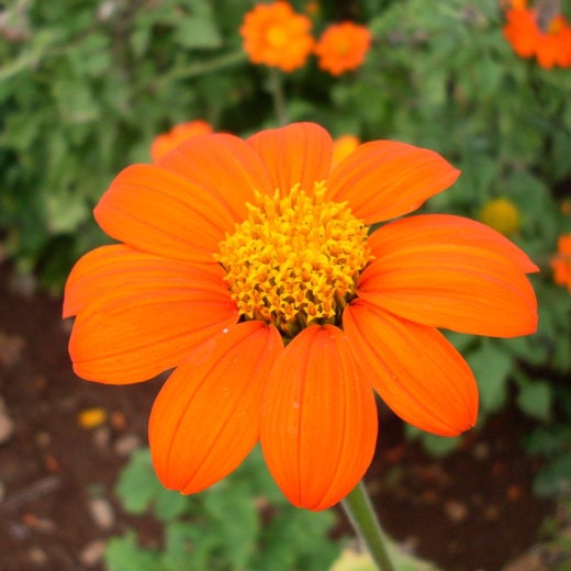Tithonia Mexican Sunflower