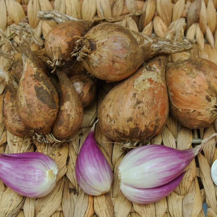 French Red Shallot Fall-Shipped Bulb Sets