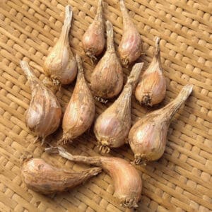 French Grey Shallot Seed (Organic)
