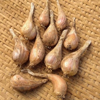 Organic french grey shallots seed bulbs